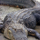 A different kind of riverdog? (Image via Wikimedia
via Public Domain)